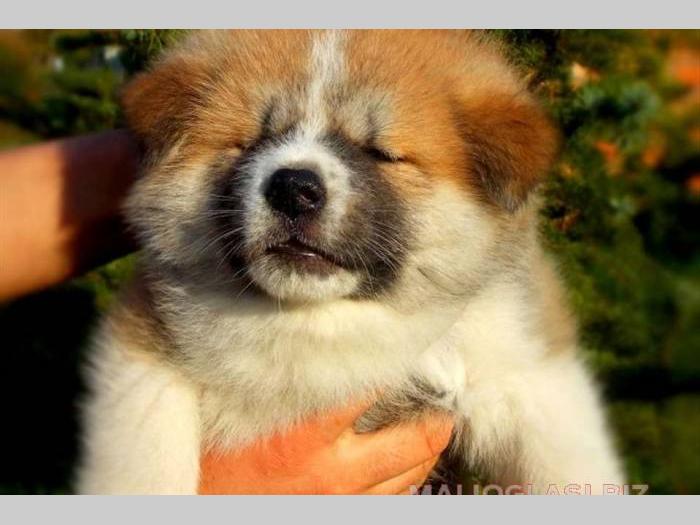akita inu stenci odgajivacnica peki siberica besplatni mali oglasi