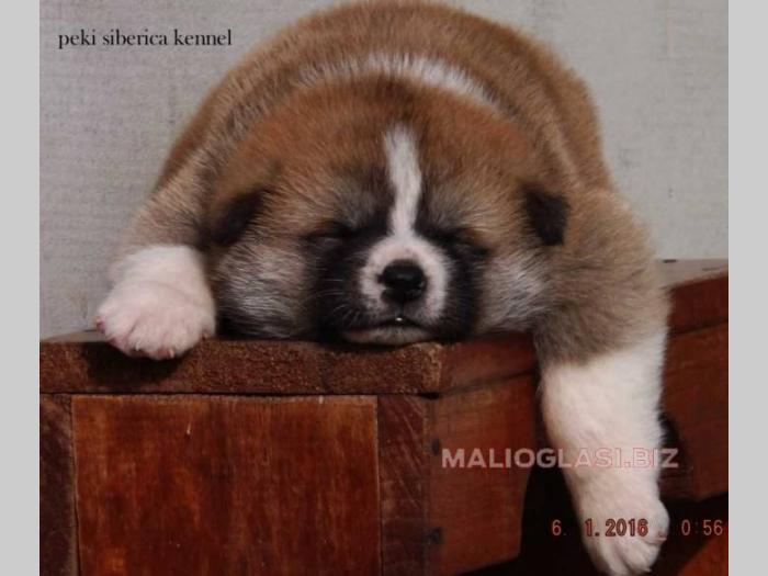 akita inu stenci odgajivacnica peki siberica besplatni mali oglasi