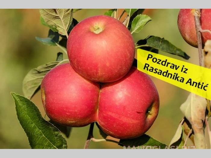 sadnice preko 230 sorti na jednom mestu besplatni mali oglasi