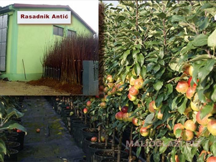 obezbedite sigurne i tačne sorte sadnica voća besplatni mali oglasi