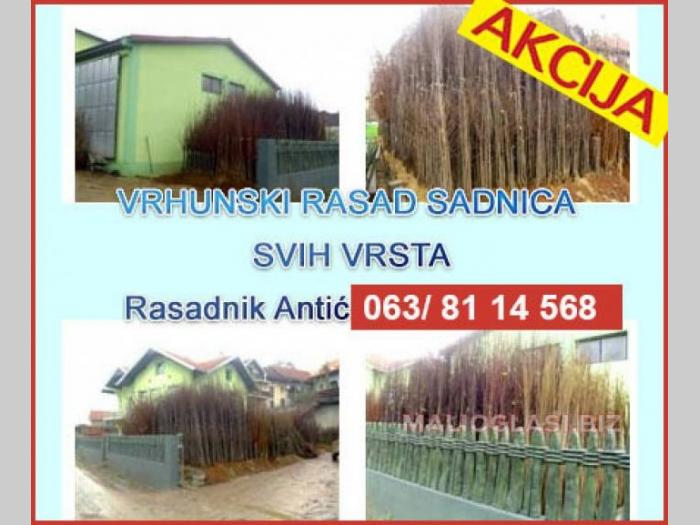 akcija jednogodišnje i dvogodišnje sadnice voća  besplatni mali oglasi