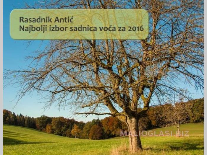 sadnice direktno od proizvođača po hit ceni besplatni mali oglasi