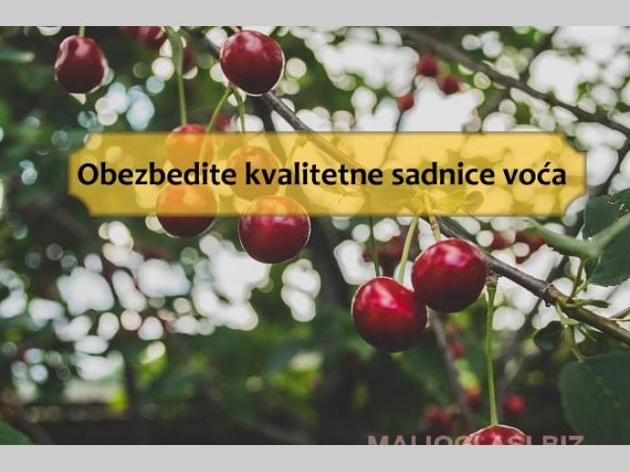 iz prve ruke najbolji izbor sadnica voća besplatni mali oglasi
