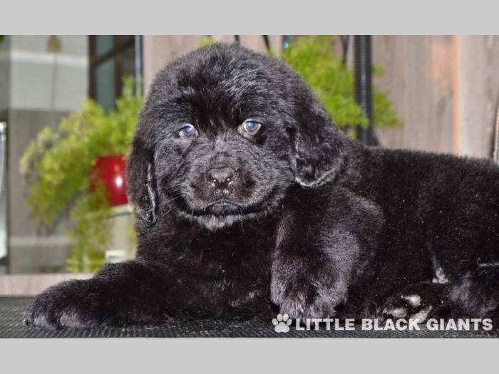 štenci njufaundlendera newfoundland puppies besplatni mali oglasi