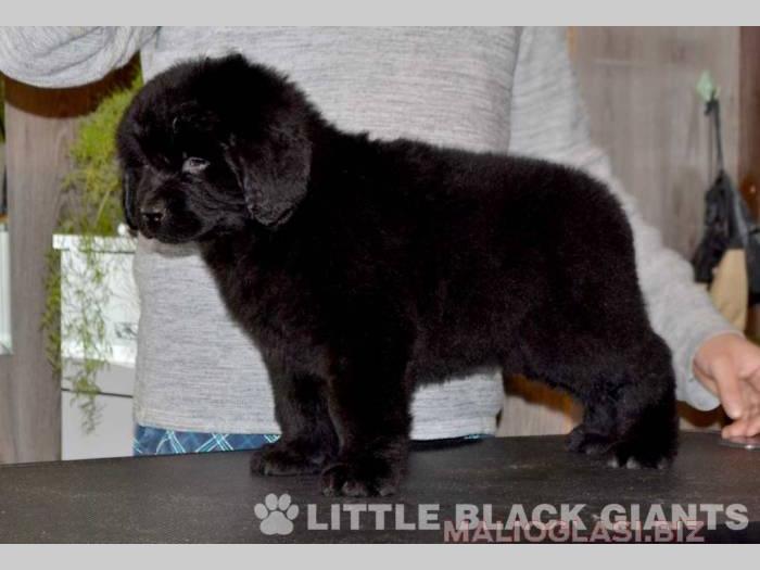 štenci njufaundlendera newfoundland puppies besplatni mali oglasi