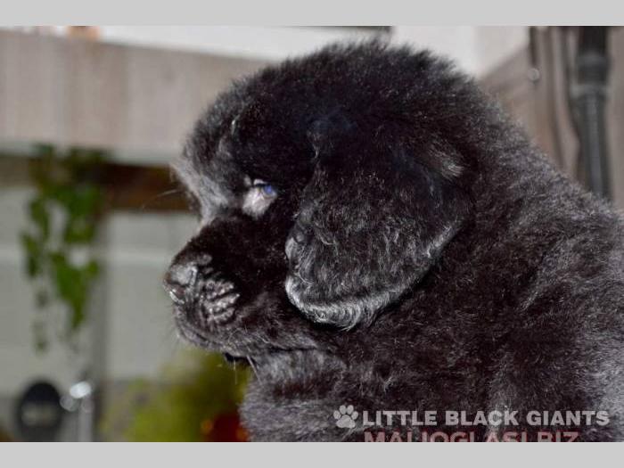 štenci njufaundlendera newfoundland puppies besplatni mali oglasi