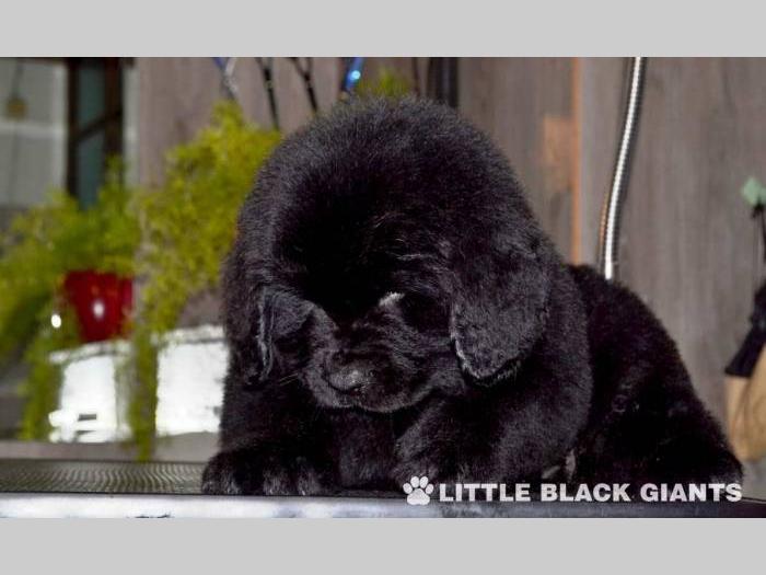 štenci njufaundlendera newfoundland puppies besplatni mali oglasi