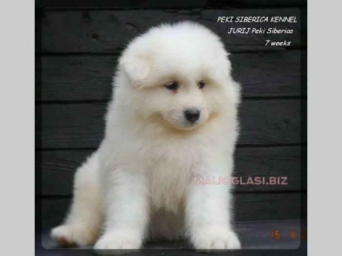 samojed stenci odgajivacnica peki siberica besplatni mali oglasi