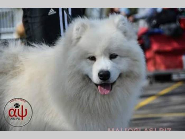 samojed stenci odgajivacnica peki siberica besplatni mali oglasi