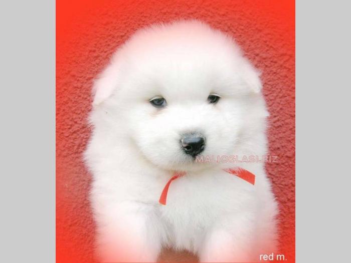 samojed stenci odgajivacnica peki siberica besplatni mali oglasi