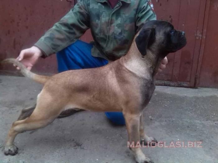 bulmastif stenci na prodaju besplatni mali oglasi