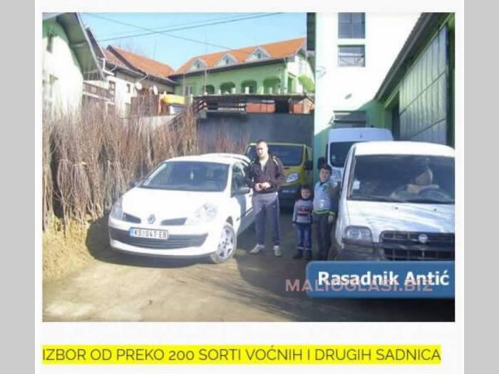 voćne sadnice super cena 30 posto popust besplatni mali oglasi