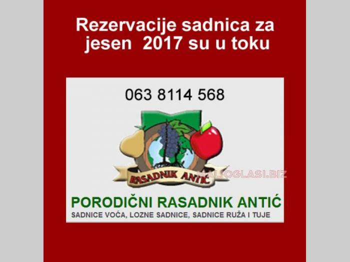 odlična predprodaja sadnica voća super cena besplatni mali oglasi
