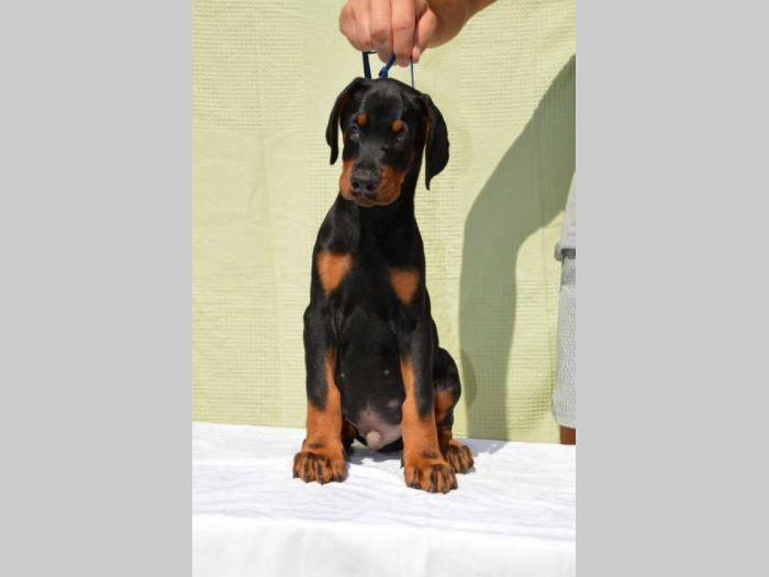 doberman štenci na prodaju black summit kennel besplatni mali oglasi