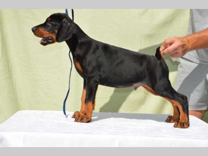 doberman štenci na prodaju black summit kennel besplatni mali oglasi