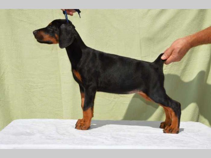 doberman štenci na prodaju black summit kennel besplatni mali oglasi