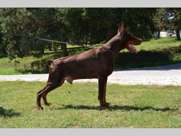 doberman štenci na prodaju black summit kennel besplatni mali oglasi