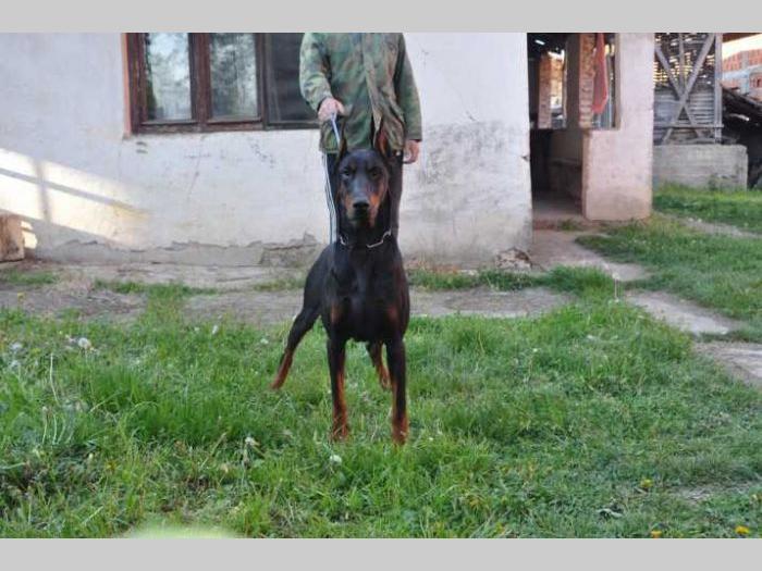 doberman štenci na prodaju black summit kennel besplatni mali oglasi