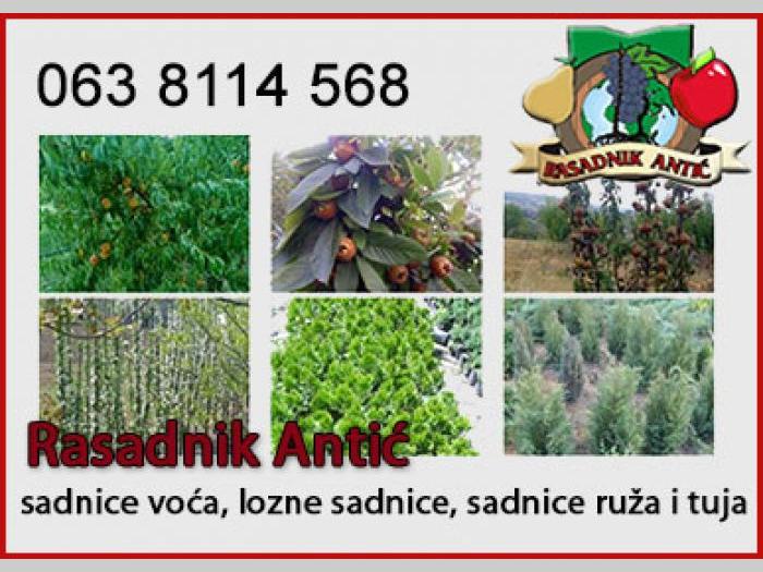 sadnice voća besplatni mali oglasi