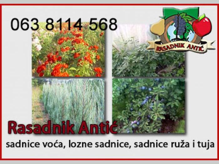 sadnice voća besplatni mali oglasi