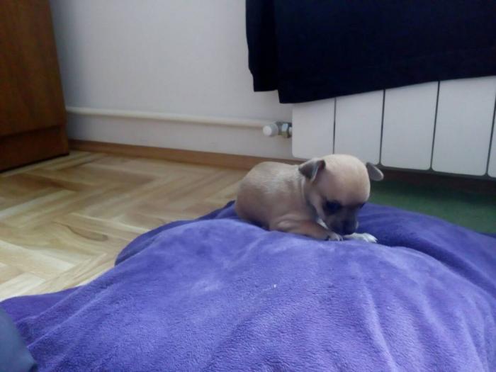 mini čivave besplatni mali oglasi