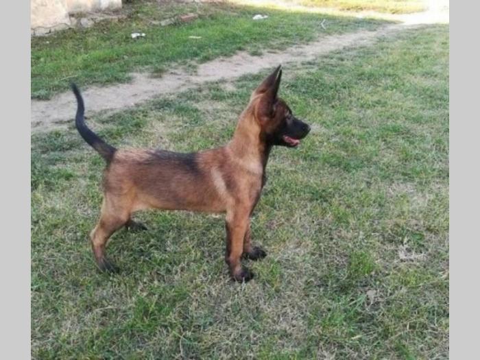 belgijski ovčar malinoa besplatni mali oglasi
