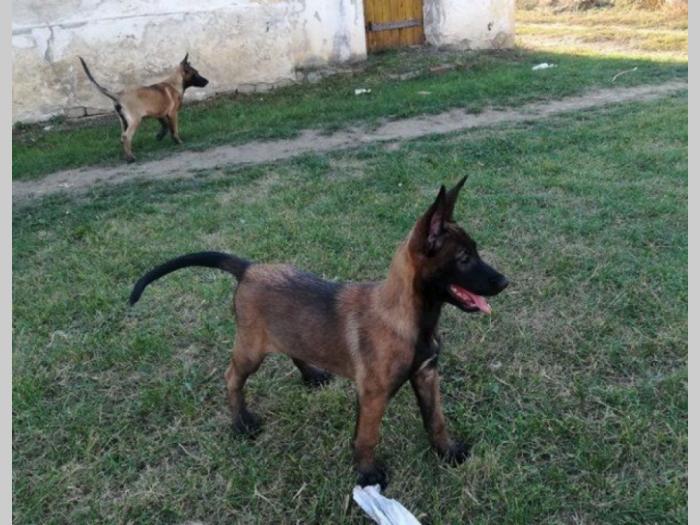 belgijski ovčar malinoa besplatni mali oglasi