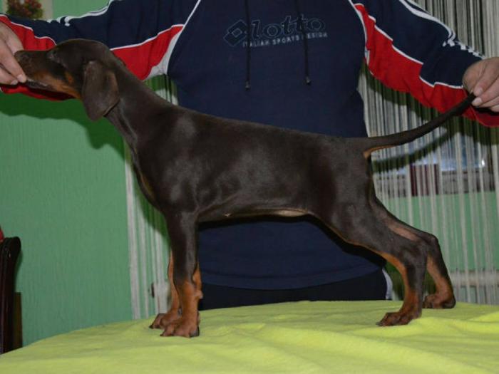 doberman štenci izložbenog potencijala besplatni mali oglasi