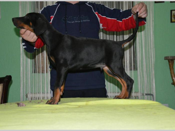 doberman štenci izložbenog potencijala besplatni mali oglasi