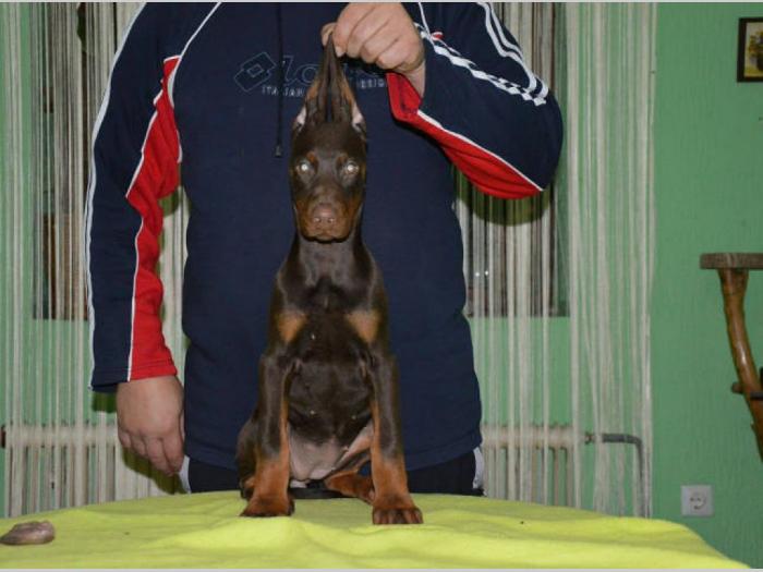 doberman štenci izložbenog potencijala besplatni mali oglasi