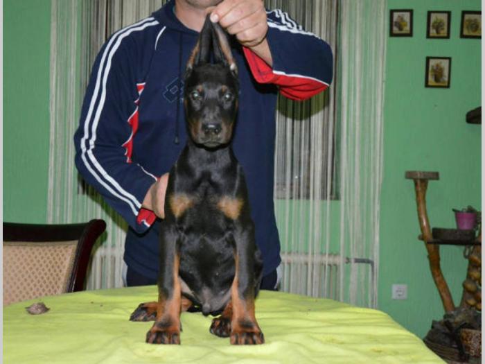 doberman štenci izložbenog potencijala besplatni mali oglasi