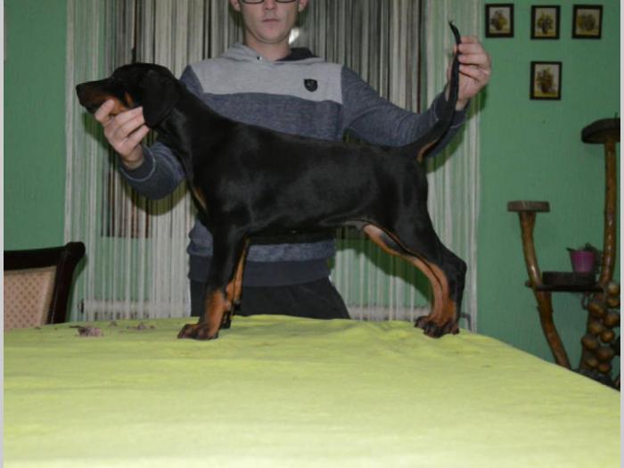 doberman štenci izložbenog potencijala besplatni mali oglasi