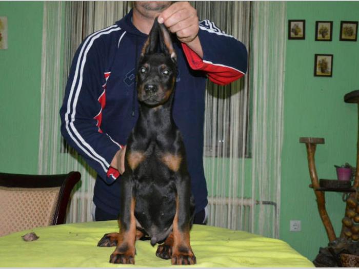 doberman štenci izložbenog potencijala besplatni mali oglasi
