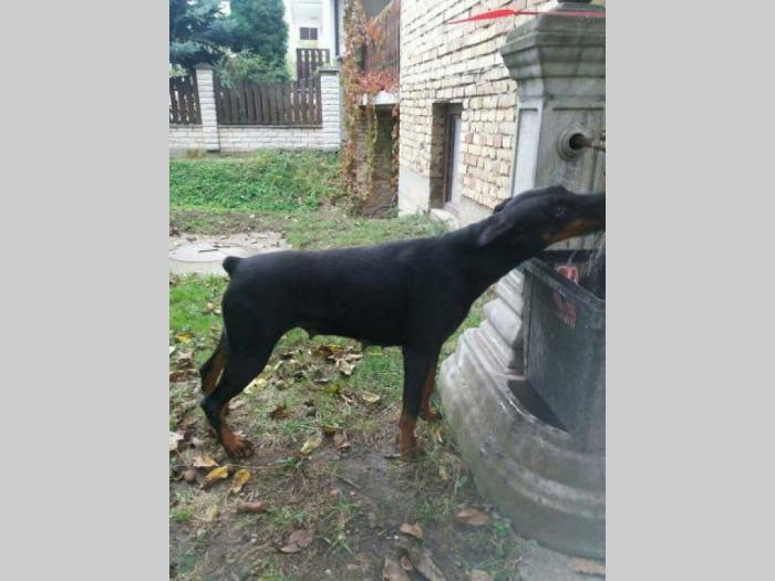 doberman štenci izložbenog potencijala besplatni mali oglasi