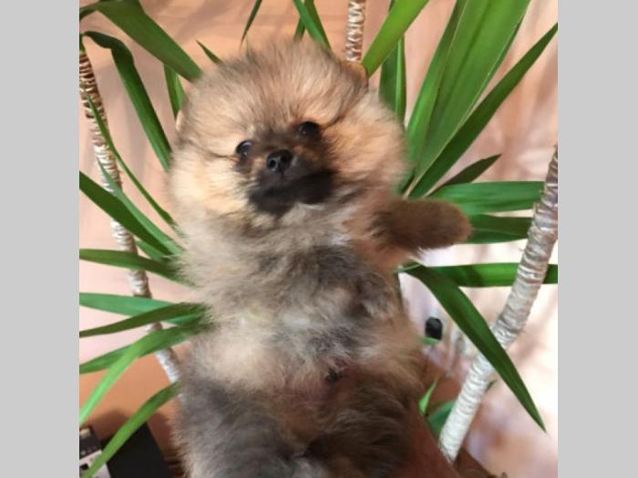 boo pomeranski špic štenci bebe besplatni mali oglasi