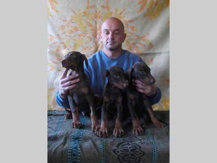 doberman štenci dobrog porekla besplatni mali oglasi