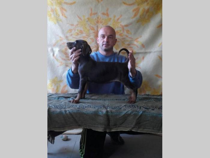 doberman štenci dobrog porekla besplatni mali oglasi