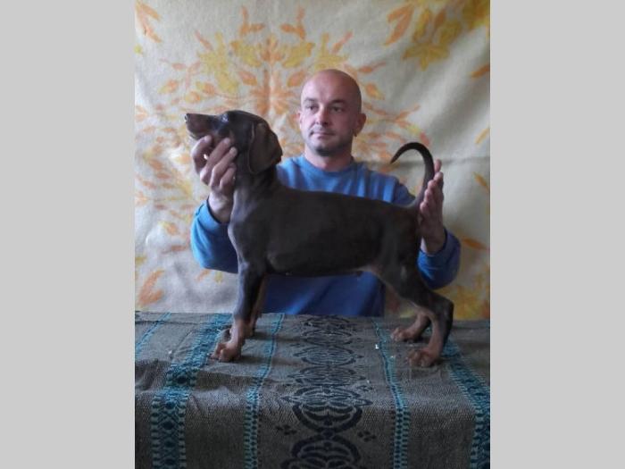 doberman štenci dobrog porekla besplatni mali oglasi