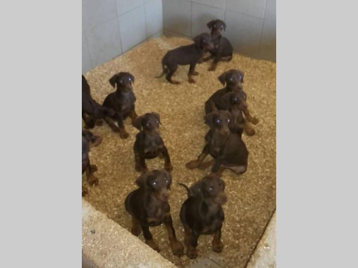 doberman štenci dobrog porekla besplatni mali oglasi