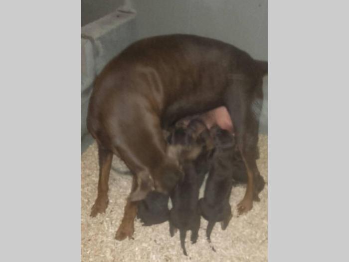 doberman štenci dobrog porekla besplatni mali oglasi