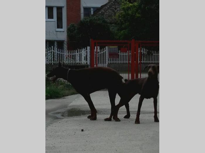 doberman štenci dobrog porekla besplatni mali oglasi
