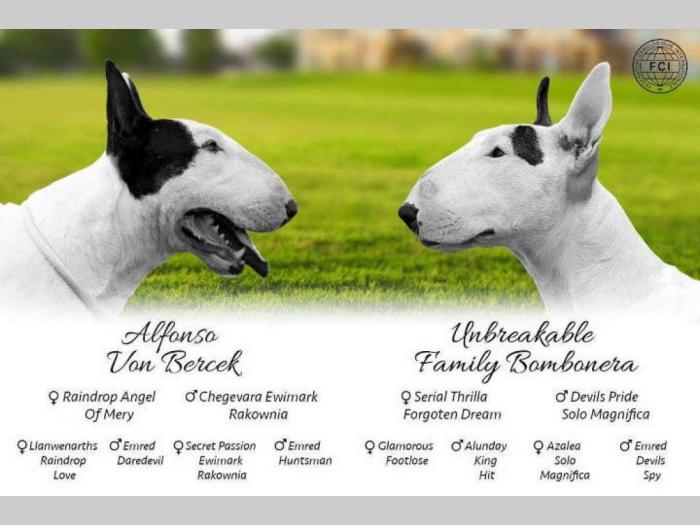 bull terrier štenci na prodaju besplatni mali oglasi
