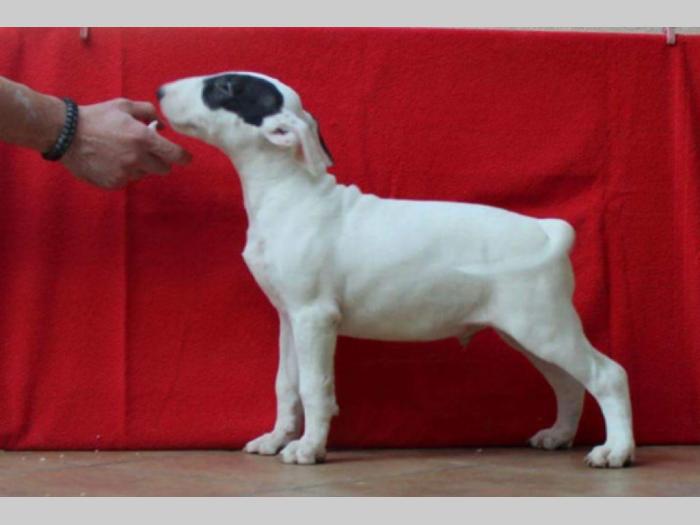 bull terrier štenci na prodaju besplatni mali oglasi