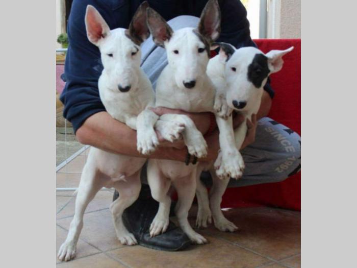 bull terrier štenci na prodaju besplatni mali oglasi