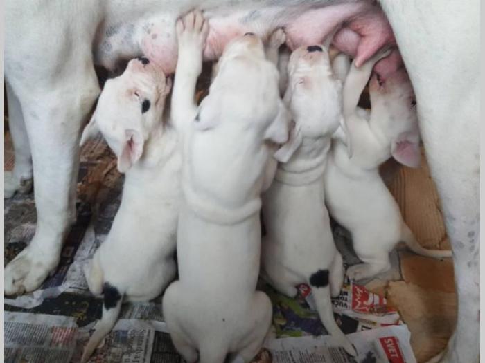 dogo argentino štenci izložbenog potencijala besplatni mali oglasi