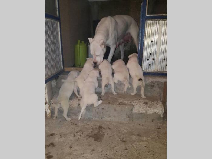 dogo argentino štenci izložbenog potencijala besplatni mali oglasi