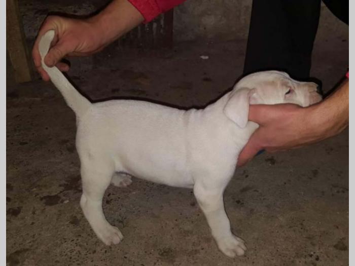 dogo argentino štenci izložbenog potencijala besplatni mali oglasi