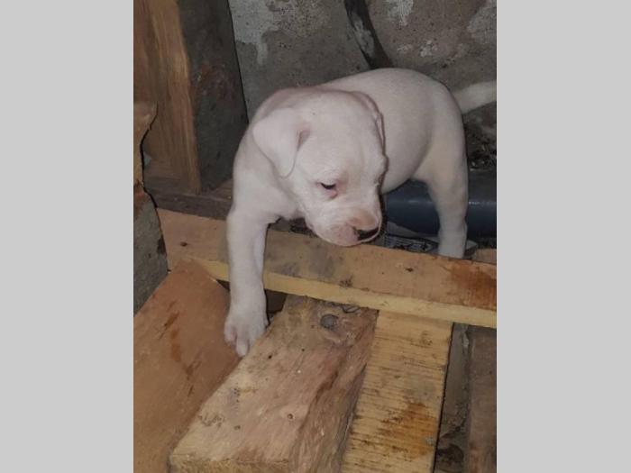 dogo argentino štenci izložbenog potencijala besplatni mali oglasi