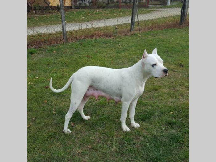 dogo argentino štenci izložbenog potencijala besplatni mali oglasi