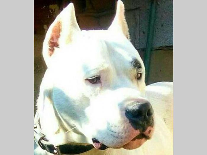 dogo argentino štenci izložbenog potencijala besplatni mali oglasi